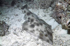 Eastern Shovelnosed Ray (Aptychotrema rostrata) Eastern Shovelnosed Ray (Aptychotrema rostrata)