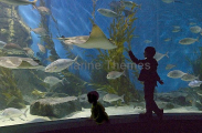 Child watching fish in aquarium. Child watching fish in aquarium.