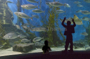 Child watching fish in aquarium. Child watching fish in aquarium.
