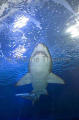 Grey Nurse Shark (Carcharias taurus) Grey Nurse Shark (Carcharias taurus)