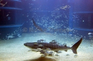 Whale Shark (Rhincodon typus) Whale Shark (Rhincodon typus)