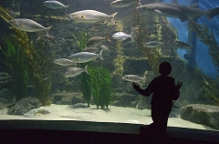 Child watching fish in aquarium. Child watching fish in aquarium.