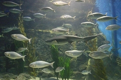 Eastern Australian Salmon (Arripis trutta)