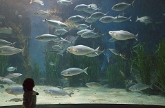 Child watching fish in aquarium. Child watching fish in aquarium.