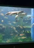 Broadnose Sevengill Sharks (Notorynchus cepedianus) Broadnose Sevengill Sharks (Notorynchus cepedianus)