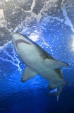 Grey Nurse Shark (Carcharias taurus) Grey Nurse Shark (Carcharias taurus)