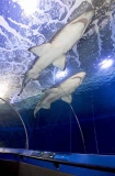 Grey Nurse Sharks (Carcharias taurus) Grey Nurse Sharks (Carcharias taurus)