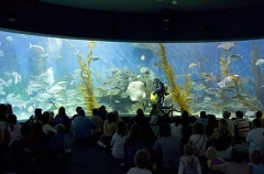 Tourists in aquarium watching animal feeding demonstration. Tourists in aquarium watching animal feeding demonstration.