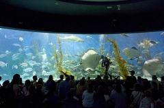 Tourists in aquarium watching animal feeding demonstration. Tourists in aquarium watching animal feeding demonstration.