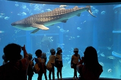 Tourists viewing Whale Shark (Rhincodon typus) Tourists viewing Whale Shark (Rhincodon typus)
