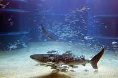 Whale Shark (Rhincodon typus) Whale Shark (Rhincodon typus)