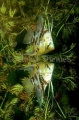 Freshwater Angelfish (Pterophyllum scalare) Freshwater Angelfish (Pterophyllum scalare)