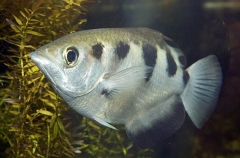 Largescale Archerfish (Toxotes chatareus) Largescale Archerfish (Toxotes chatareus)