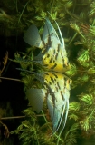 Freshwater Angelfish (Pterophyllum scalare) Freshwater Angelfish (Pterophyllum scalare)