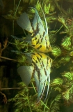 Freshwater Angelfish (Pterophyllum scalare) Freshwater Angelfish (Pterophyllum scalare)