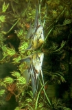 Freshwater Angelfish (Pterophyllum scalare) Freshwater Angelfish (Pterophyllum scalare)