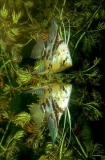 Freshwater Angelfish (Pterophyllum scalare) Freshwater Angelfish (Pterophyllum scalare)