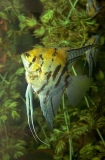 Freshwater Angelfish (Pterophyllum scalare) Freshwater Angelfish (Pterophyllum scalare)