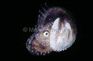 Knobbed Argonaut or Paper Nautilus (Argonauta nodosa) Knobbed Argonaut or Paper Nautilus (Argonauta nodosa)