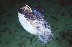 Knobbed Argonaut or Paper Nautilus (Argonauta nodosa)