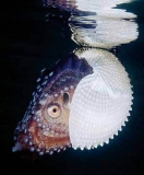 Knobbed Argonaut or Paper Nautilus (Argonauta nodosa) Knobbed Argonaut or Paper Nautilus (Argonauta nodosa)