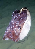 Knobbed Argonaut or Paper Nautilus (Argonauta nodosa)