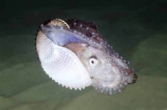Knobbed Argonaut or Paper Nautilus (Argonauta nodosa)