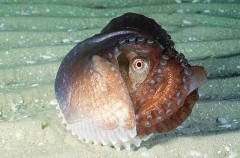 Knobbed Argonaut or Paper Nautilus (Argonauta nodosa)