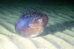 Knobbed Argonaut or Paper Nautilus (Argonauta nodosa)