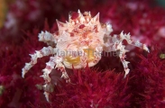 Soft Coral Crab (Hoplophrys oatesii) Soft Coral Crab (Hoplophrys oatesii)