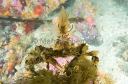 Longhorn Decorator Crab (Chorilia longipes) Longhorn Decorator Crab (Chorilia longipes)