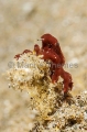 Decorator Spider Crab (Achaeus sp.) Decorator Spider Crab (Achaeus sp.)