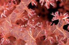 Soft Coral Crab (Hoplophrys Oatesii)