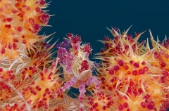 Soft Coral Crab (Hoplophrys oatesii) Soft Coral Crab (Hoplophrys oatesii)