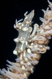 Whip Coral Spider Crab (Xenocarcinus tuberculatus) Whip Coral Spider Crab (Xenocarcinus tuberculatus)