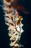 Whip Coral Spider Crab (Xenocarcinus tuberculatus) Whip Coral Spider Crab (Xenocarcinus tuberculatus)