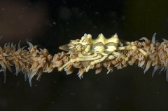 Whip Coral Spider Crab (Xenocarcinus tuberculatus) Whip Coral Spider Crab (Xenocarcinus tuberculatus)