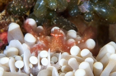 Orangutan Crab (Achaeus japonicus) Orangutan Crab (Achaeus japonicus)