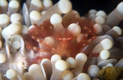 Orangutan Crab (Achaeus japonicus) Orangutan Crab (Achaeus japonicus)