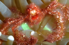 Orangutan Crab (Achaeus japonicus) Orangutan Crab (Achaeus japonicus)