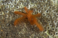 Orangutan Crab (Achaeus japonicus) Orangutan Crab (Achaeus japonicus)
