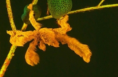 Orangutan Crab (Achaeus japonicus) Orangutan Crab (Achaeus japonicus)