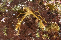 Slender Decorator Crab (Chorilia longipes) Slender Decorator Crab (Chorilia longipes)