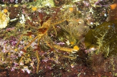 Slender Decorator Crab (Chorilia longipes) Slender Decorator Crab (Chorilia longipes)