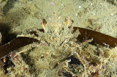 Slender Decorator Crab (Chorilia longipes) Slender Decorator Crab (Chorilia longipes)
