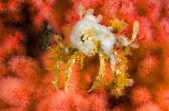 Slender Decorator Crab (Chorilia longipes) Slender Decorator Crab (Chorilia longipes)