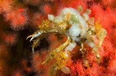 Slender Decorator Crab (Chorilia longipes) Slender Decorator Crab (Chorilia longipes)