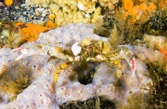 Graceful Kelp Crab (Pugettia gracilis) Graceful Kelp Crab (Pugettia gracilis)