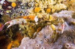 Graceful Kelp Crab (Pugettia gracilis) Graceful Kelp Crab (Pugettia gracilis)