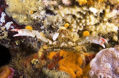 Graceful Kelp Crab (Pugettia gracilis) Graceful Kelp Crab (Pugettia gracilis)